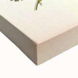 Vintage Botanical Art Print - Anthemis Arvensis Wild Chamomile