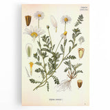 Vintage Botanical Art Print - Anthemis Arvensis Wild Chamomile