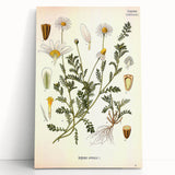 Vintage Botanical Art Print - Anthemis Arvensis Wild Chamomile