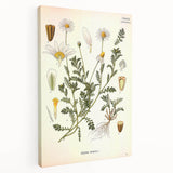 Vintage Botanical Art Print - Anthemis Arvensis Wild Chamomile