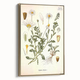 Vintage Botanical Art Print - Anthemis Arvensis Wild Chamomile