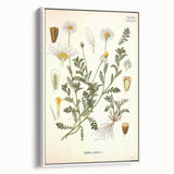 Vintage Botanical Art Print - Anthemis Arvensis Wild Chamomile