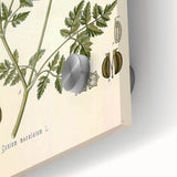 Vintage Botanical Illustration of Conium Plant Art Print