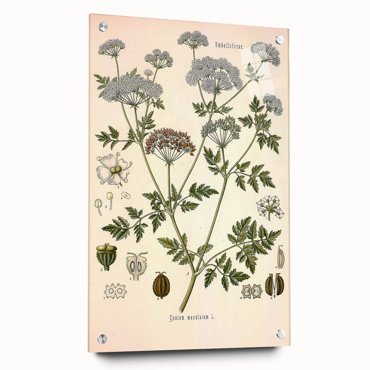 Vintage Botanical Illustration of Conium Plant Art Print