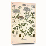 Vintage Botanical Illustration of Conium Plant Art Print