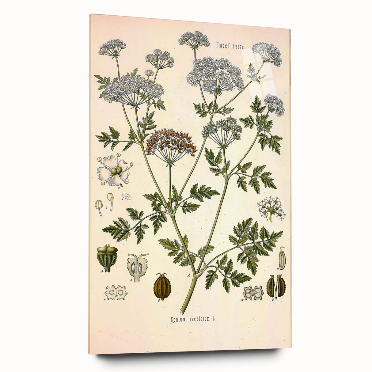 Vintage Botanical Illustration of Conium Plant Art Print