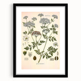 Vintage Botanical Illustration of Conium Plant Art Print