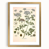 Vintage Botanical Illustration of Conium Plant Art Print