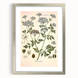 Vintage Botanical Illustration of Conium Plant Art Print
