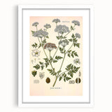 Vintage Botanical Illustration of Conium Plant Art Print