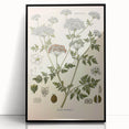 Vintage Botanical Illustration of Conium Plant Art Print