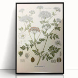 Vintage Botanical Illustration of Conium Plant Art Print