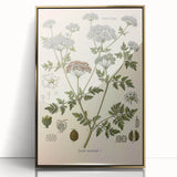 Vintage Botanical Illustration of Conium Plant Art Print