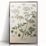 Vintage Botanical Illustration of Conium Plant Art Print