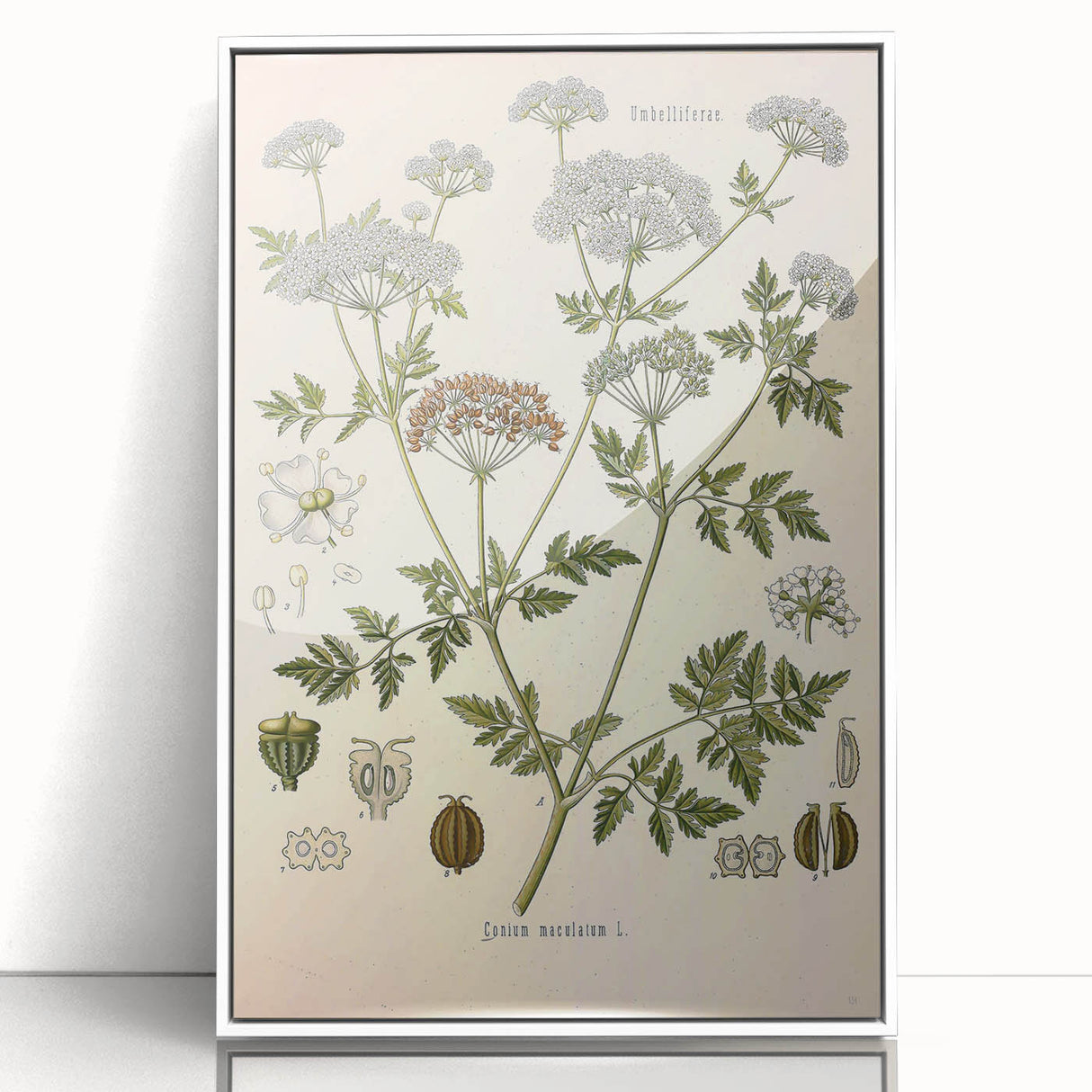 Vintage Botanical Illustration of Conium Plant Art Print