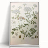 Vintage Botanical Illustration of Conium Plant Art Print