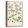 Vintage Botanical Illustration of Conium Plant Art Print