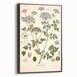 Vintage Botanical Illustration of Conium Plant Art Print