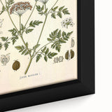 Vintage Botanical Illustration of Conium Plant Art Print