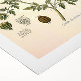 Vintage Botanical Illustration of Conium Plant Art Print