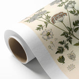 Vintage Botanical Illustration of Conium Plant Art Print