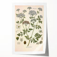 Vintage Botanical Illustration of Conium Plant Art Print