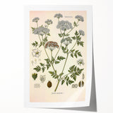 Vintage Botanical Illustration of Conium Plant Art Print