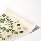 Vintage Botanical Illustration of Conium Plant Art Print