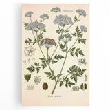 Vintage Botanical Illustration of Conium Plant Art Print