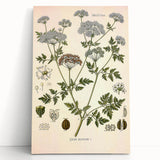 Vintage Botanical Illustration of Conium Plant Art Print