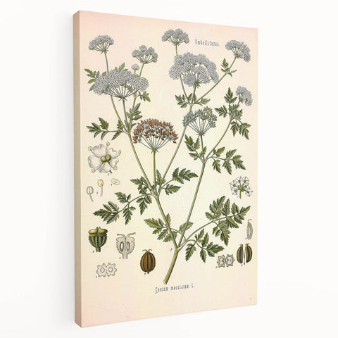Vintage Botanical Illustration of Conium Plant Art Print