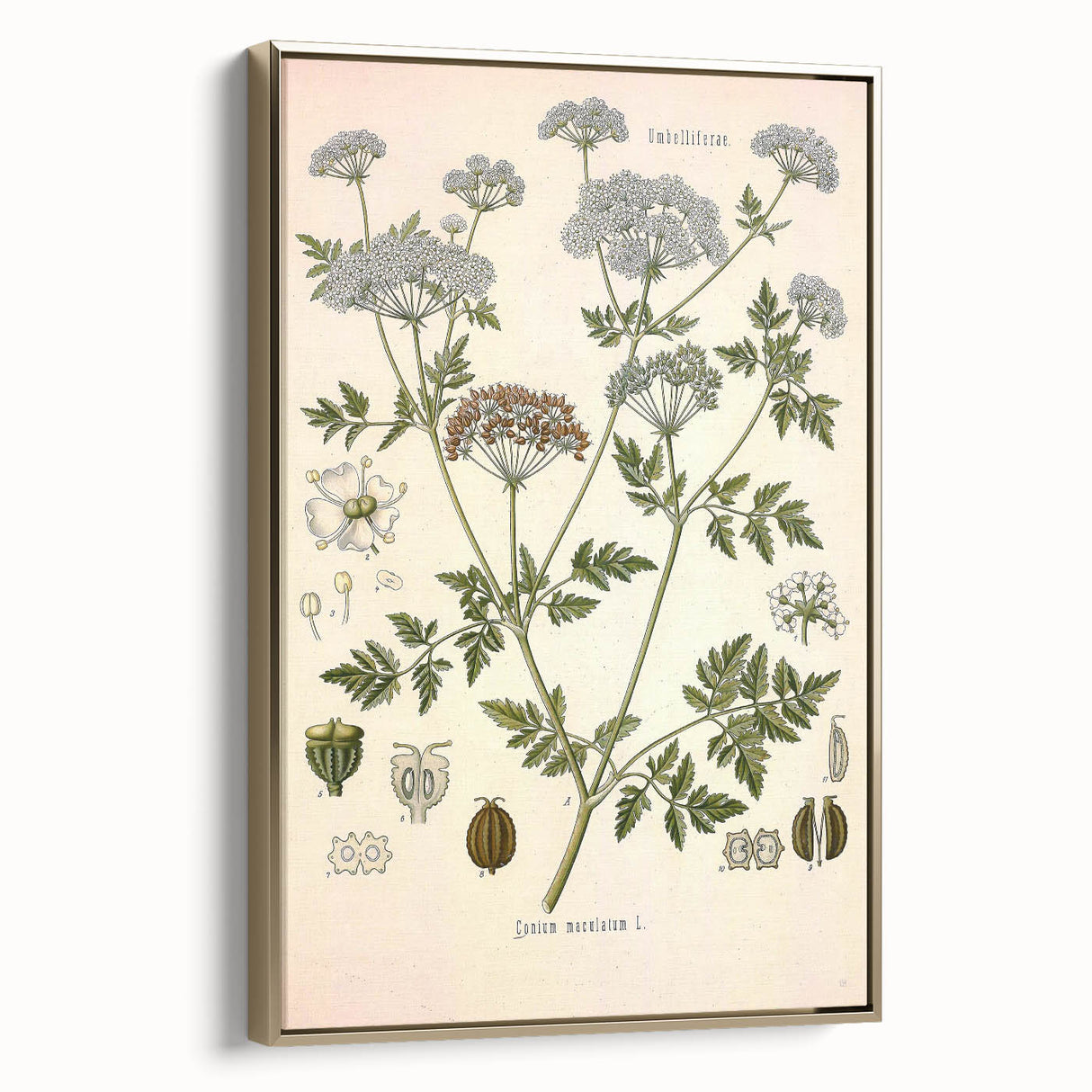 Vintage Botanical Illustration of Conium Plant Art Print