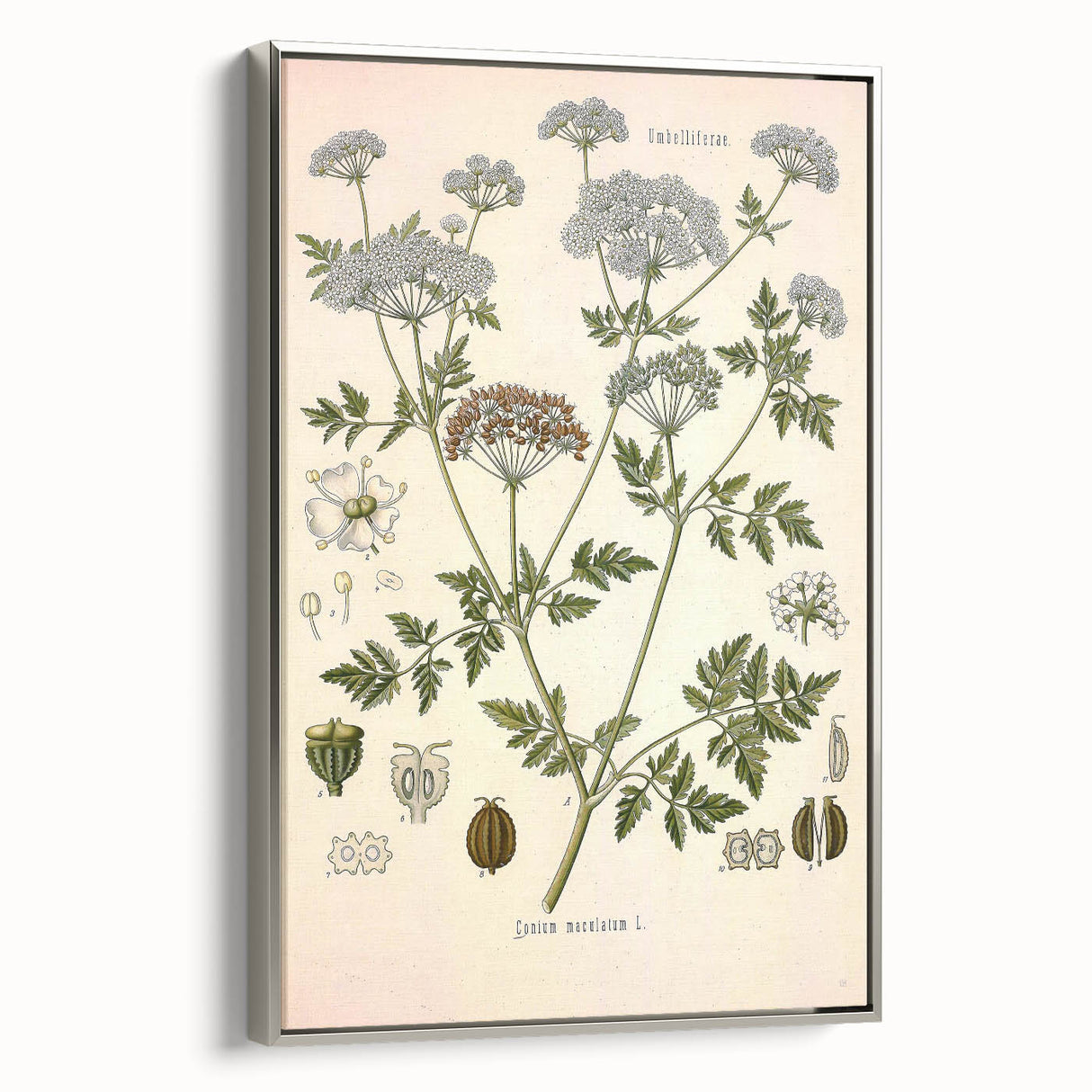 Vintage Botanical Illustration of Conium Plant Art Print