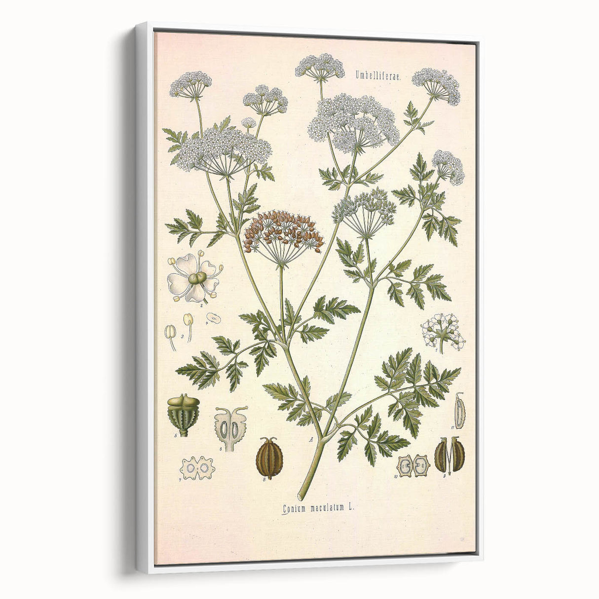 Vintage Botanical Illustration of Conium Plant Art Print