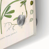 Vintage Botanical Illustration of Fenugreek Plant Art Print