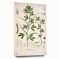 Vintage Botanical Illustration of Fenugreek Plant Art Print