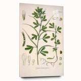 Vintage Botanical Illustration of Fenugreek Plant Art Print