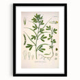 Vintage Botanical Illustration of Fenugreek Plant Art Print