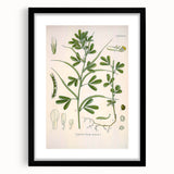 Vintage Botanical Illustration of Fenugreek Plant Art Print