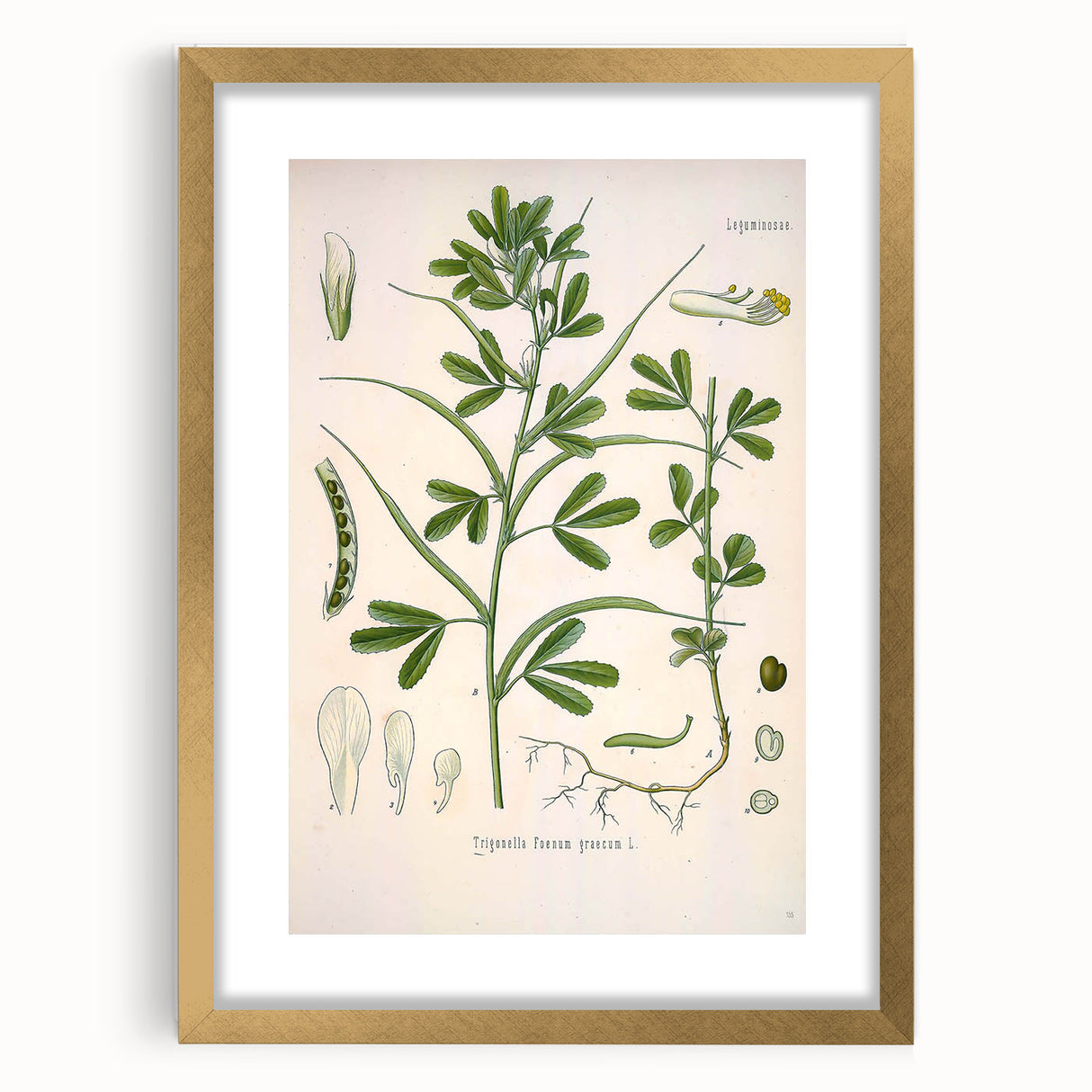 Vintage Botanical Illustration of Fenugreek Plant Art Print