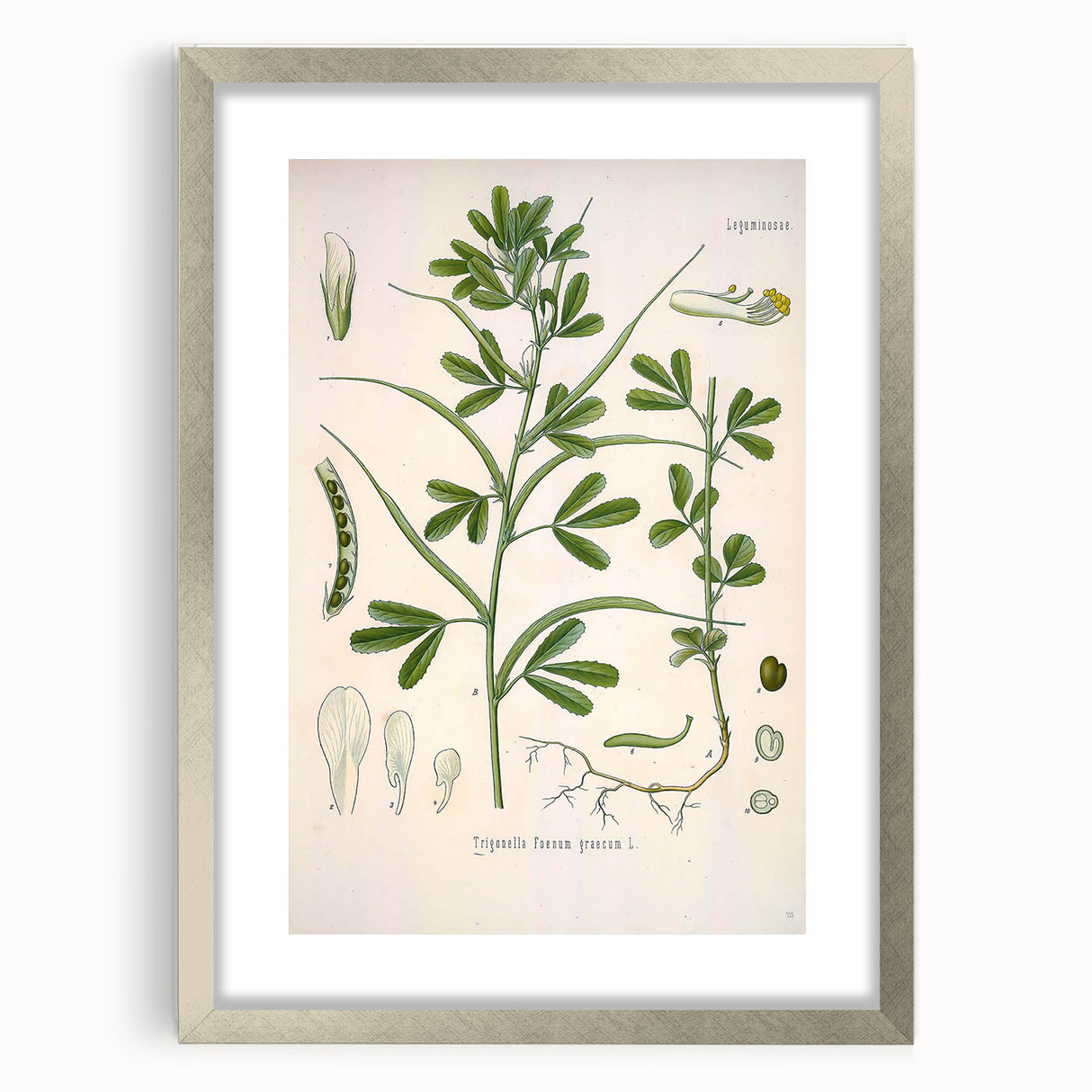 Vintage Botanical Illustration of Fenugreek Plant Art Print