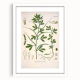 Vintage Botanical Illustration of Fenugreek Plant Art Print