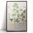 Vintage Botanical Illustration of Fenugreek Plant Art Print