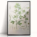 Vintage Botanical Illustration of Fenugreek Plant Art Print