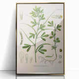 Vintage Botanical Illustration of Fenugreek Plant Art Print