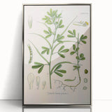 Vintage Botanical Illustration of Fenugreek Plant Art Print