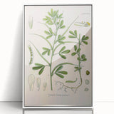 Vintage Botanical Illustration of Fenugreek Plant Art Print