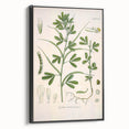 Vintage Botanical Illustration of Fenugreek Plant Art Print