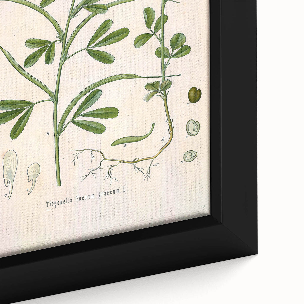 Vintage Botanical Illustration of Fenugreek Plant Art Print
