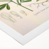 Vintage Botanical Illustration of Fenugreek Plant Art Print